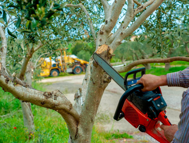 Best Stump Grinding Near Me  in USA